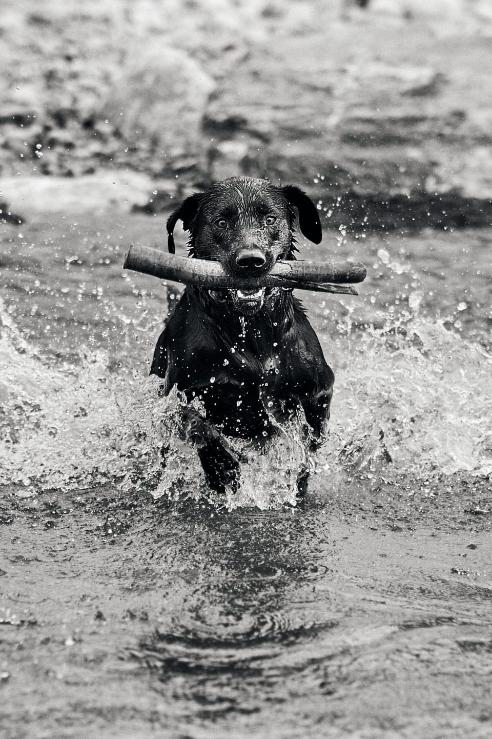 Pet Photography in Sheffield